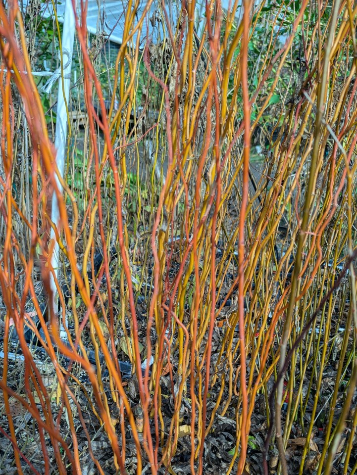 scarlet curls willows